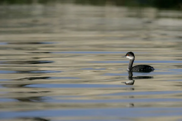 Siyah boyunlu yunus, Podiceps nigricollis — Stok fotoğraf