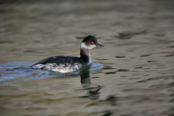 Grebe de pescoço preto, Podiceps nigricollis — Fotografia de Stock