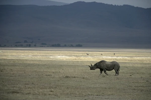 Чёрный носорог, diceros bicornis — стоковое фото