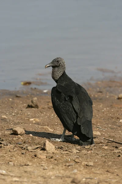 Black vulture, Coragyps atratus — Stock Photo, Image