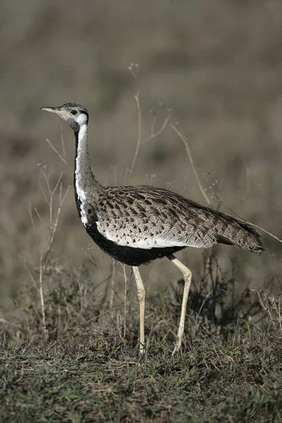 Feketehasú túzok, eupodotis melanogaster — Stock Fotó