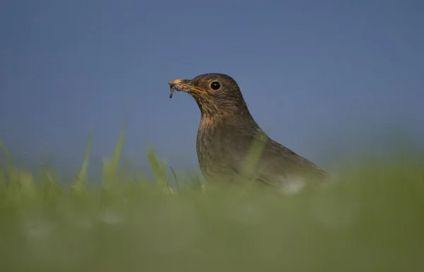 Feketerigó (turdus merula) — Stock Fotó