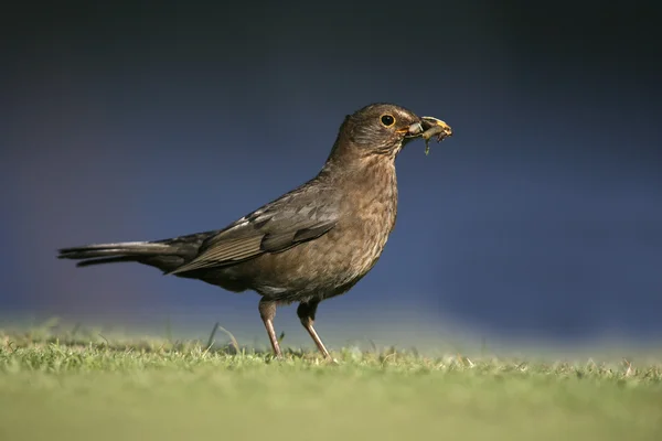 Kos, turdus merula — Zdjęcie stockowe