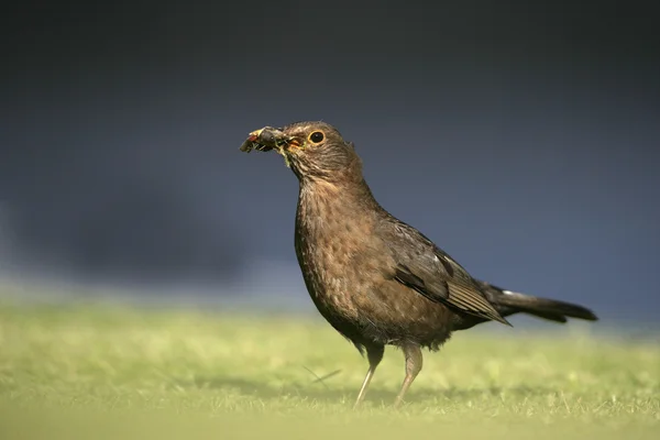 Mirlo, Turdus merula — Foto de Stock