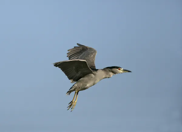 밤-헤론, Nycticorax nycticorax 블랙 왕관 — 스톡 사진