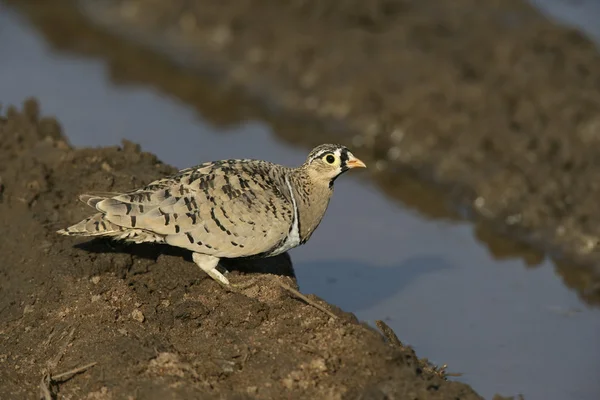 黑面沙鸡，pterocles decoratus — 图库照片