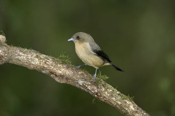 Czarny goggled tanagr, trichothraupis melanops, — Zdjęcie stockowe