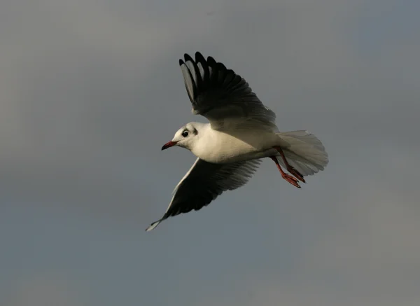 Black-headed gull, Larus ridibundus — Stock Photo, Image