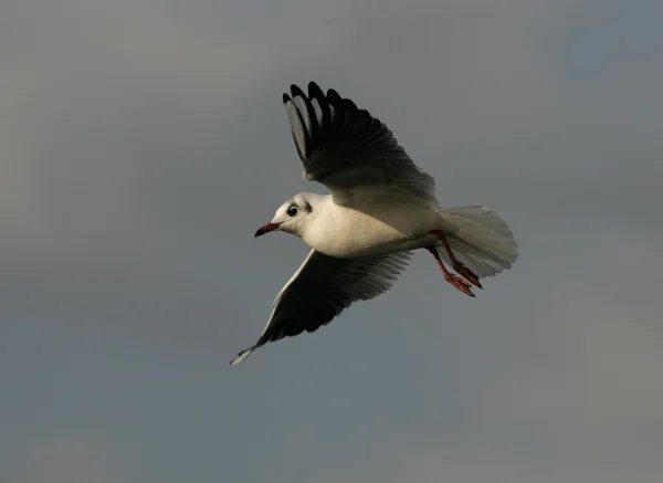 Gaivota de cabeça preta, Larus ridibundus — Fotografia de Stock