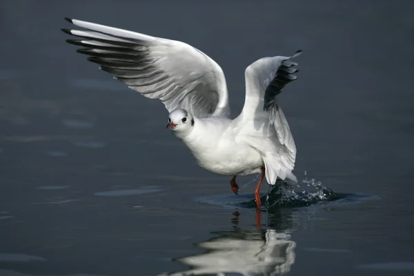 Gaviota de cabeza negra, Larus ridibundus —  Fotos de Stock