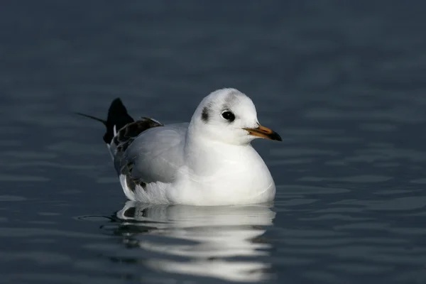 Gabbiano dalla testa nera, Larus ridibundus — Foto Stock