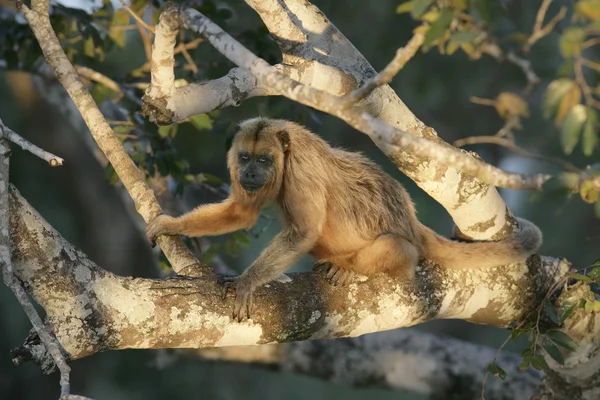 Macaco-uivo-preto, Alouatta caraya — Fotografia de Stock