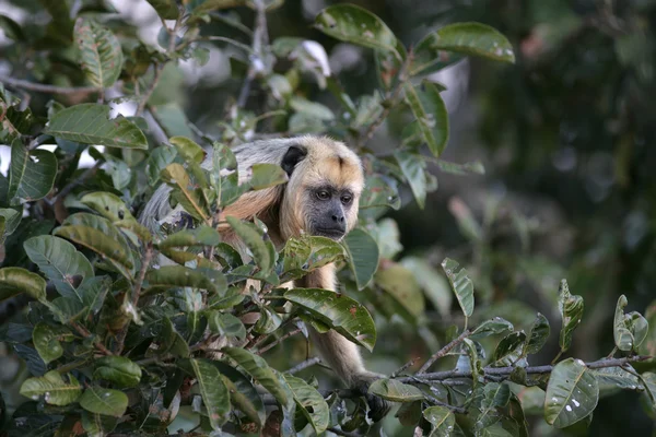 Siyah uluyan maymun, alouatta caraya — Stok fotoğraf