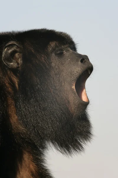 Macaco-uivo-preto, Alouatta caraya — Fotografia de Stock