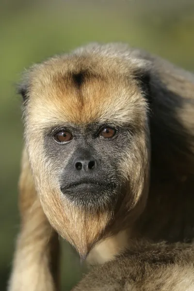 Siyah uluyan maymun, alouatta caraya — Stok fotoğraf