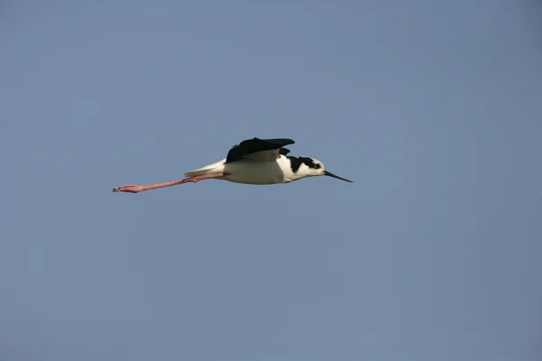 黑颈鹤的高跷，himantopus mexicanus — 图库照片