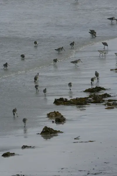 Svartstjärtad gudinna, Limosa limosa — Stockfoto