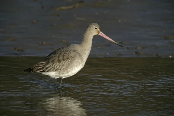 Godwit de cola negra, Limosa limosa —  Fotos de Stock