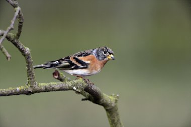 dağ ispinozu, ispinoz montifringilla