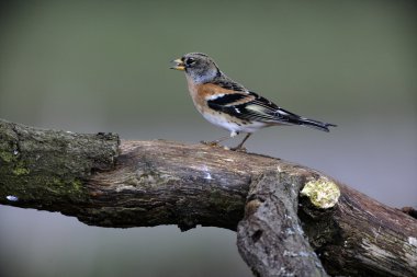dağ ispinozu, ispinoz montifringilla