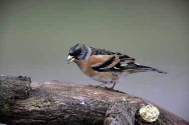 dağ ispinozu, ispinoz montifringilla