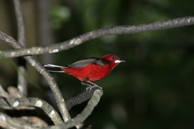 Brezilyalı tanager, ramphocelus bresilius