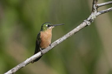 Brezilya yakutu, clytolaema rubricauda