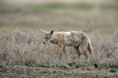 kahverengi veya altın veya Asya çakal, canis aureus,