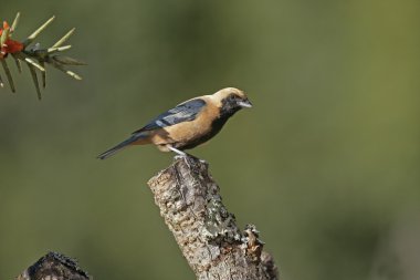 parlatılmış meraklısı tanager, tangara cayana