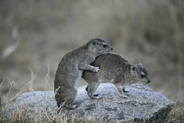 Bush hyrax veya Sarı benekli kaya dassie, Heterohyrax brucei