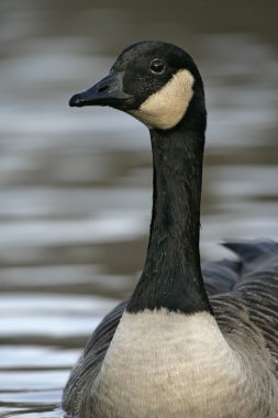 Kanada kazı, Branta kanadensis