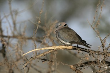 halka boyunlu ya da cape kaplumbağa dove