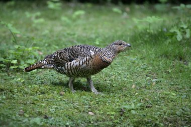 auerhoen, tetrao urogallus