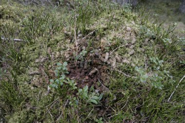 auerhoen, tetrao urogallus,