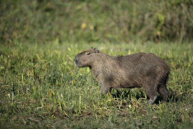 Capibara, hydrochoerus hydrochaeris