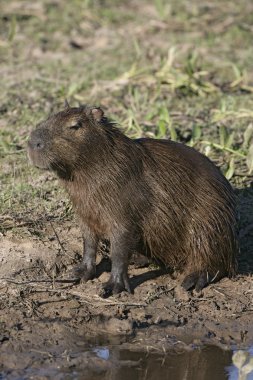 Capibara, hydrochoerus hydrochaeris