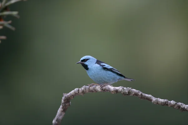 Blå daknis, daknis cayana — Stockfoto