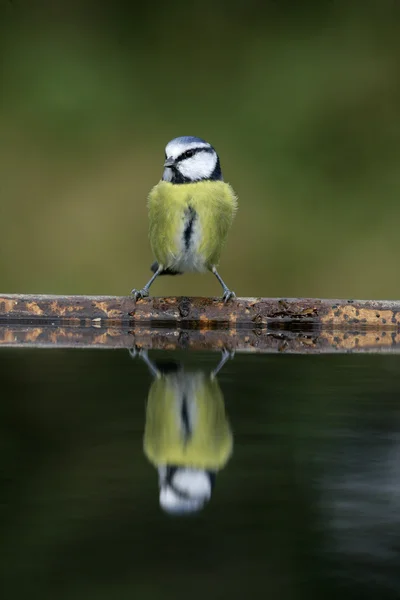 Pimpelmees, parus caeruleus — Stockfoto