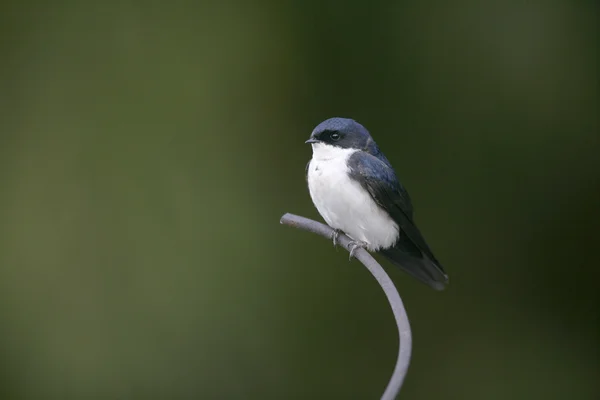 Blue-and-white swallow, Notiochelidon cyanoleuca, — Stock Photo, Image
