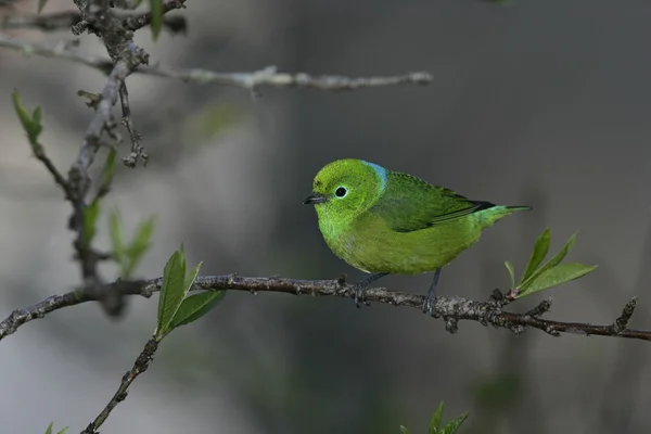 Blå-naped chloraphonia, chlorophonia cyanea — Stockfoto