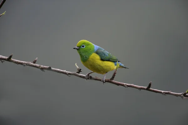 Chlorophonia cyanea naped ブルー chloraphonia — ストック写真