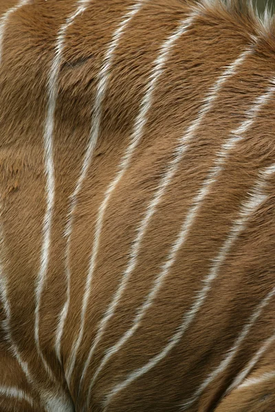 Bongo, Tragelaphus eurycerus — Stockfoto