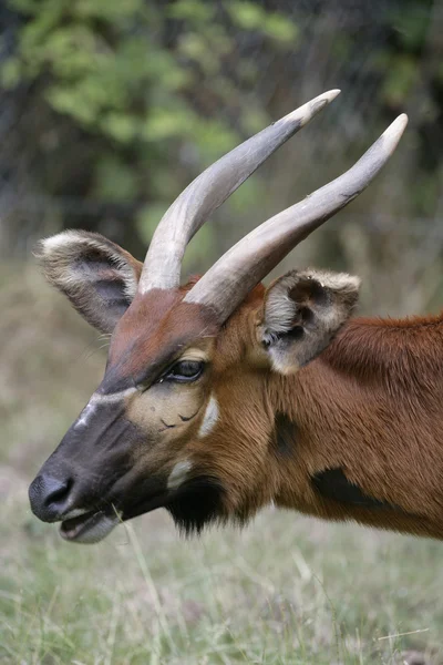 Bongo, Tragelaphus eurycerus — Foto de Stock