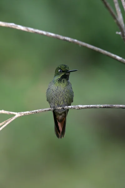 Rubí brasileño, Clytolaema rubricauda — Foto de Stock