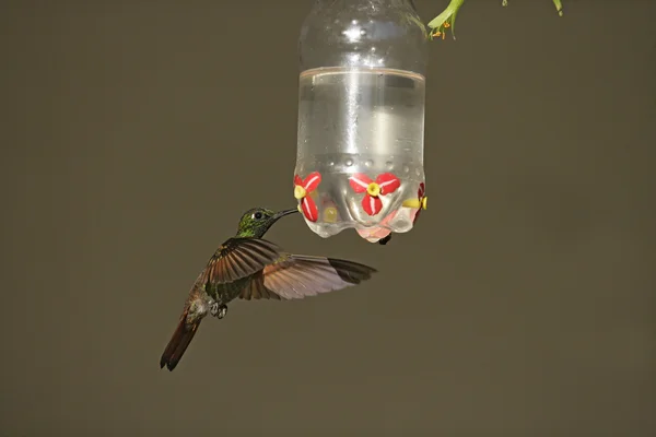 Brezilya yakutu, clytolaema rubricauda — Stok fotoğraf