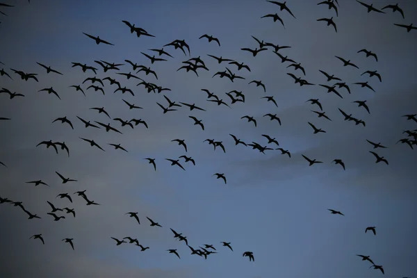 Rotgans, branta bernicla — Stockfoto