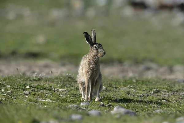 Brun hare lepus europaeus — Stockfoto