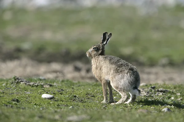 茶色のノウサギ、europaeus — ストック写真