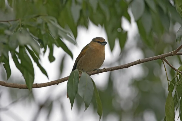 Brun tanager, orchesticus abeillei — Stockfoto