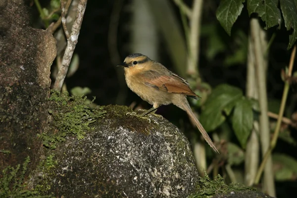 Buff frontem liści gleaner, philydor rufus — Zdjęcie stockowe